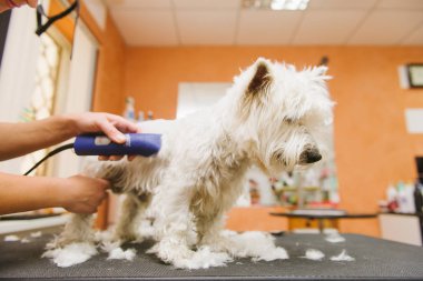 Batı dağlık beyaz korkunç köpek bakım