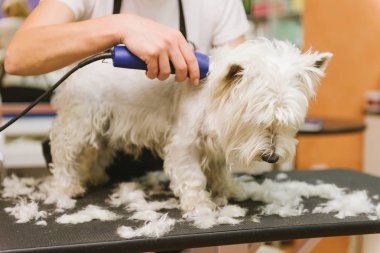 Batı dağlık beyaz korkunç köpek bakım