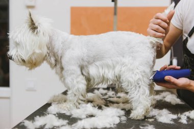 Batı dağlık beyaz korkunç köpek bakım