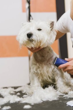 Batı dağlık beyaz korkunç köpek bakım