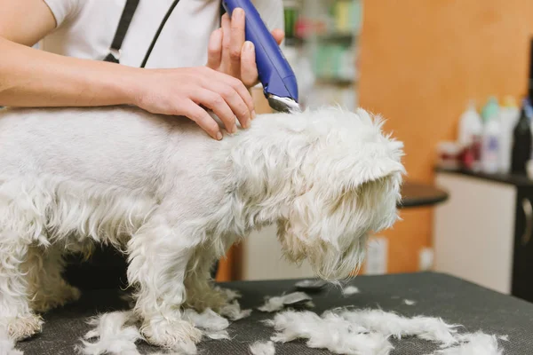 Chien de toilettage de West Highland White Terrier — Photo