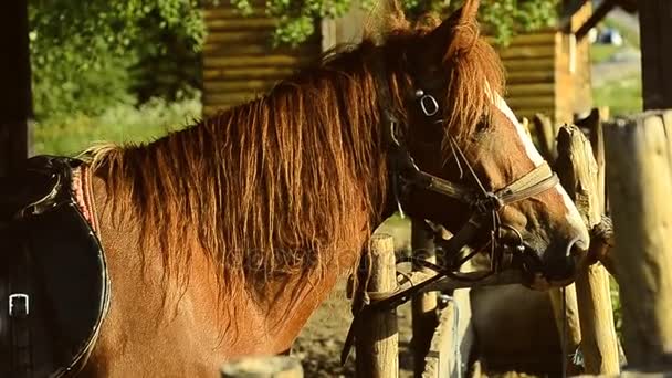 Het paard staat in de buurt van het hek onder een boom in de zomer. — Stockvideo