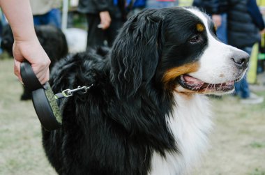 Bernese dağ köpeği parkta yürüyüşe