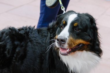 Bernese dağ köpeği parkta yürüyüşe