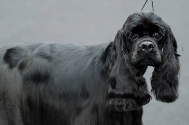 parkta bir yürüyüşe yavru horoz İspanyol