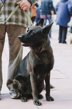 Yaz parkta yürüyüş için siyah Alman çoban