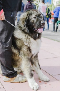 Kafkas çoban köpeği sonbahar parkta bir yürüyüş için