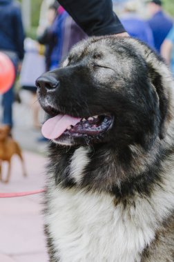 Kafkas çoban köpeği sonbahar parkta bir yürüyüş için