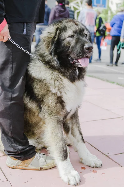 Kafkas çoban köpeği sonbahar parkta bir yürüyüş için