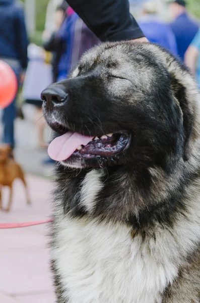 Kafkas çoban köpeği sonbahar parkta bir yürüyüş için
