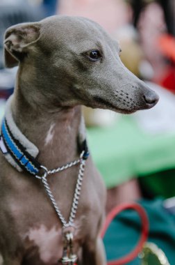 köpek tazı yaz Park'taki şovda