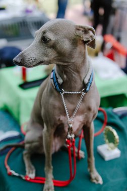 köpek tazı yaz Park'taki şovda