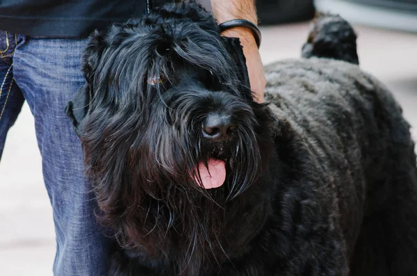 Sonbahar parkta bir yürüyüş için Rus siyah terrier