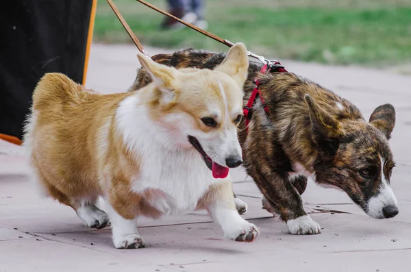 köpek doğurmak Galce Corgi Pembroke yürüyüş