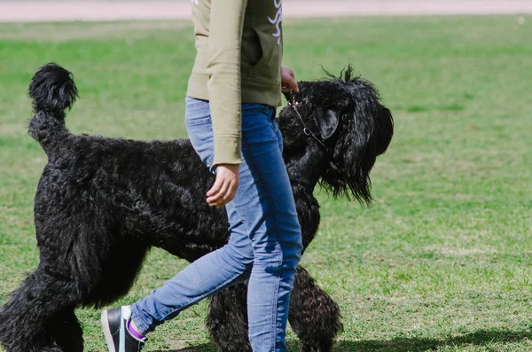 Sonbahar parkta bir yürüyüş için Rus siyah terrier