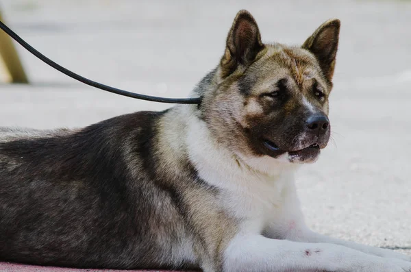 Köpek akita Inu sonbahar parkta bir yürüyüş için — Stok fotoğraf