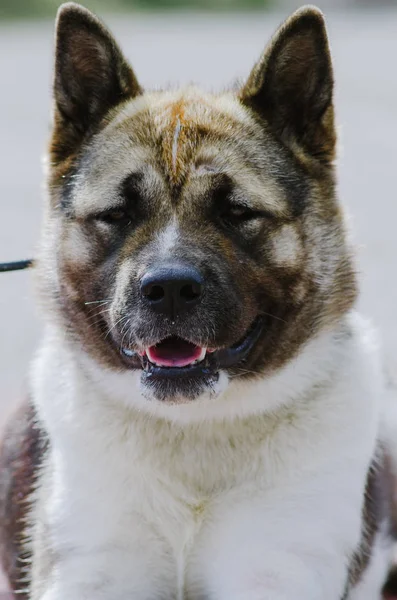 Hond akita inu voor een wandeling in het park in het najaar — Stockfoto