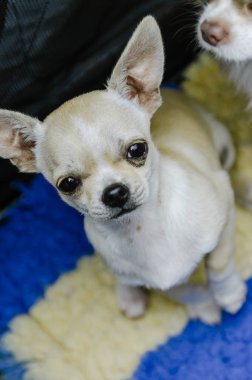 köpek chihuahua köpek gösterisinde yer alır