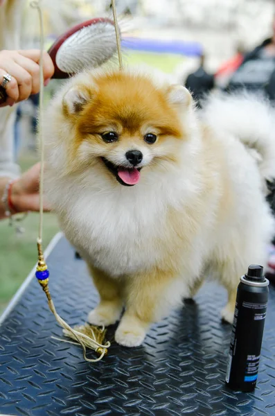 Perro del Pomeranian Spitz participa en la exposición de perros —  Fotos de Stock