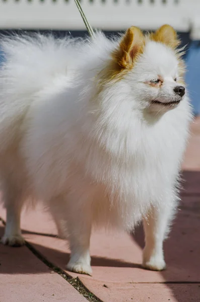 O cão do Spitz de Pomeranian participa na mostra do cão — Fotografia de Stock