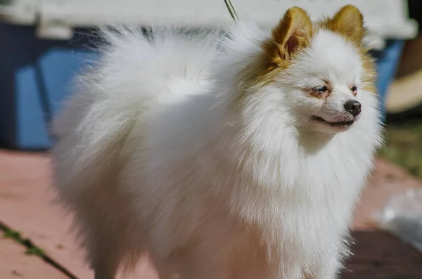 O cão do Spitz de Pomeranian participa na mostra do cão — Fotografia de Stock