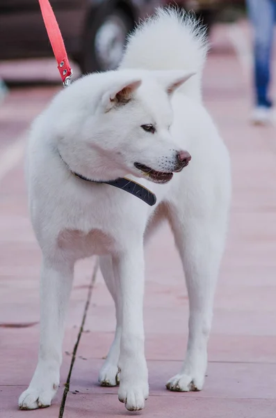 Akita Inu hond neemt deel aan de hondenshow — Stockfoto