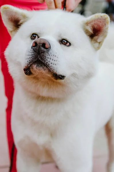 Akita Inu kutya vesz részt a kiállításon — Stock Fotó