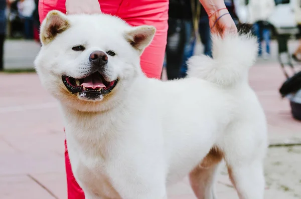 Köpek Akita Inu köpek gösterisinde yer alır — Stok fotoğraf