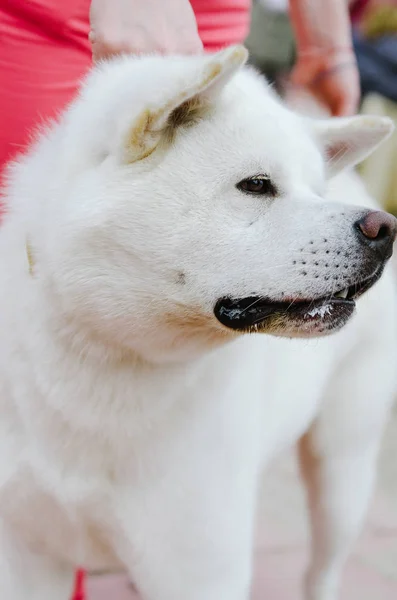 Köpek Akita Inu köpek gösterisinde yer alır — Stok fotoğraf