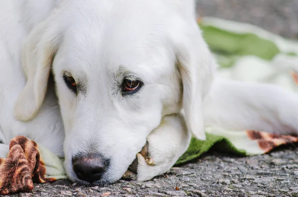 dog Golden Retriever walking in the park in autumn