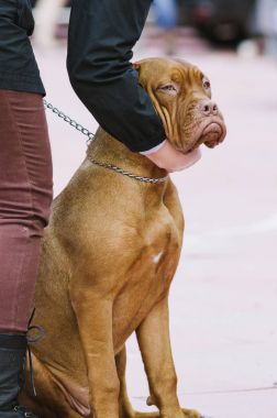 Macar köpek parkta bir yürüyüş için sonbaharda romanına yapıldı.