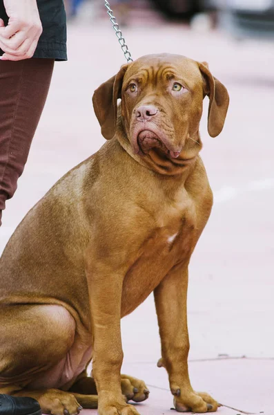 Macar köpek parkta bir yürüyüş için sonbaharda romanına yapıldı. — Stok fotoğraf