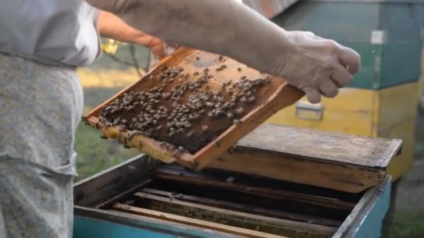 De imker opent de Bijenkorf en inspecteert de bijen bij zonsondergang in de zomer. — Stockvideo