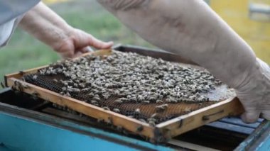 Arıcı arı kovanı açar ve arılar yaz aylarında gün batımında inceler.