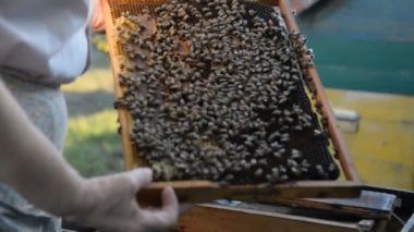 Arıcı arı kovanı açar ve arılar yaz aylarında gün batımında inceler.