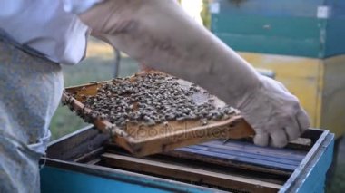 Arıcı arı kovanı açar ve arılar yaz aylarında gün batımında inceler.
