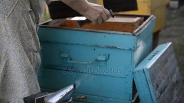 Arıcı arı kovanı açar ve arılar yaz aylarında gün batımında inceler.