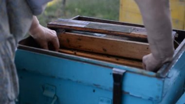Arıcı arı kovanı açar ve arılar yaz aylarında gün batımında inceler.