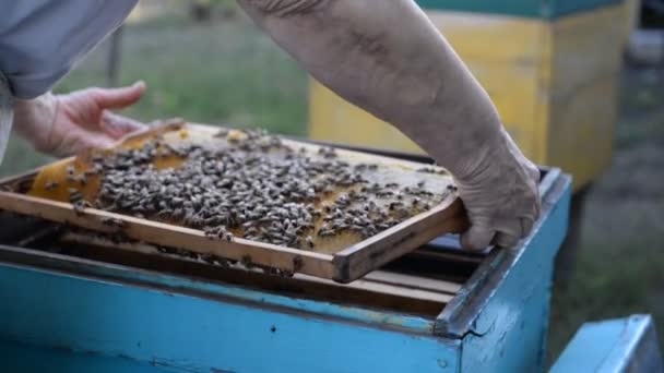 Včelaře otevírá úlu a kontroluje včely při západu slunce v létě. — Stock video