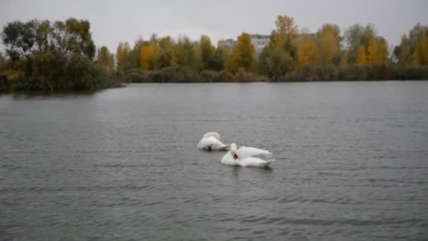 Dos cisnes blancos nadan en el lago en el otoño . — Vídeos de Stock