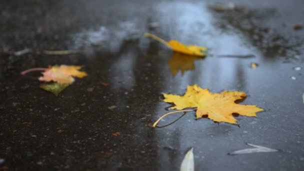 Żółte liście leżą w kałuży jesienią — Wideo stockowe