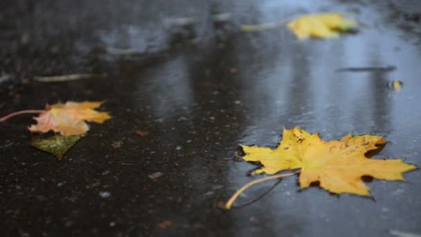 Foglie gialle si trovano in una pozzanghera in autunno — Video Stock