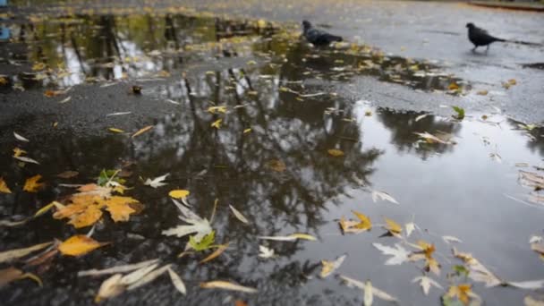 Foglie gialle si trovano in una pozzanghera in autunno — Video Stock