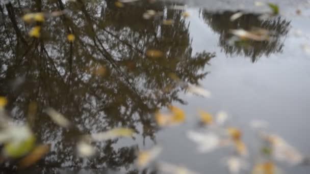 Foglie gialle si trovano in una pozzanghera in autunno — Video Stock