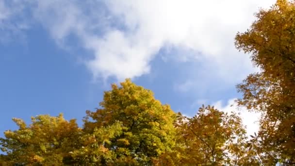 Arbres jaunes d'automne se balançant dans le vent — Video