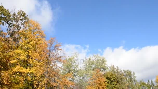 Árboles amarillos de otoño balanceándose en el viento — Vídeos de Stock