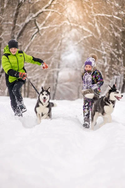 Broer en zus lopen met hun husky honden. — Stockfoto