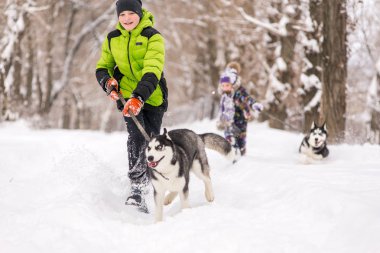 Kışın karda parkta bir husky köpek sonra bir çocuk çalışır.