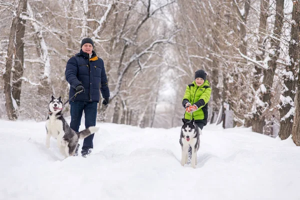 De vader en zoon wandelen met de husky honden in het park in de winter. — Stockfoto
