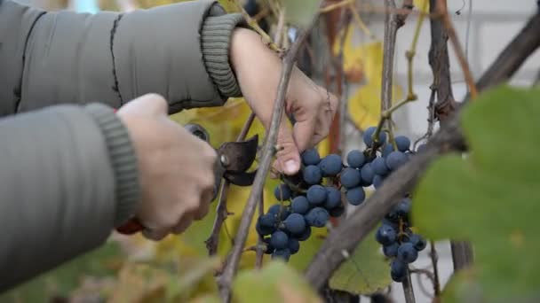 Mujer está recogiendo uvas azules maduras en otoño . — Vídeos de Stock